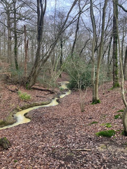 Stream in wood near Outwood
